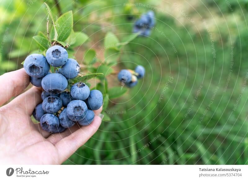 Ein Strauß reifer Blaubeeren auf einem Zweig in der Hand einer Frau Trauben Buchse Frucht Ernte Halt Beteiligung frisch Sommer Bauernhof Baum Blaubeerpflanze