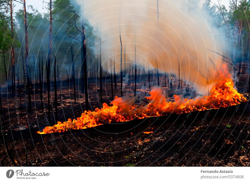 Waldbrand. Waldbrand im Gange. Waldbrand. Große Flammen eines Waldbrandes. Waldbrand am Nachmittag. Gras und Bäume brennen. Feuer und Rauch Umwelt vernichten