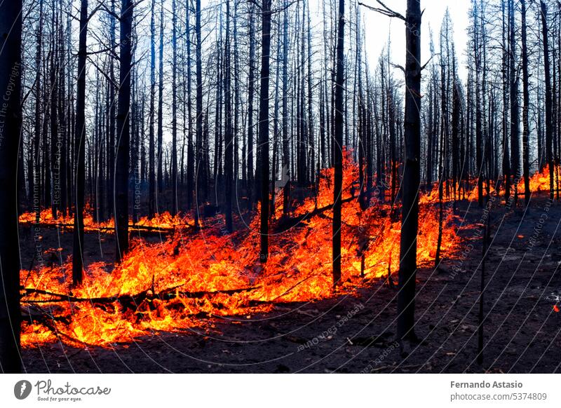 Waldbrand. Waldbrand im Gange. Waldbrand. Große Flammen eines Waldbrandes. Waldbrand am Nachmittag. Gras und Bäume brennen. Feuer und Rauch Umwelt vernichten