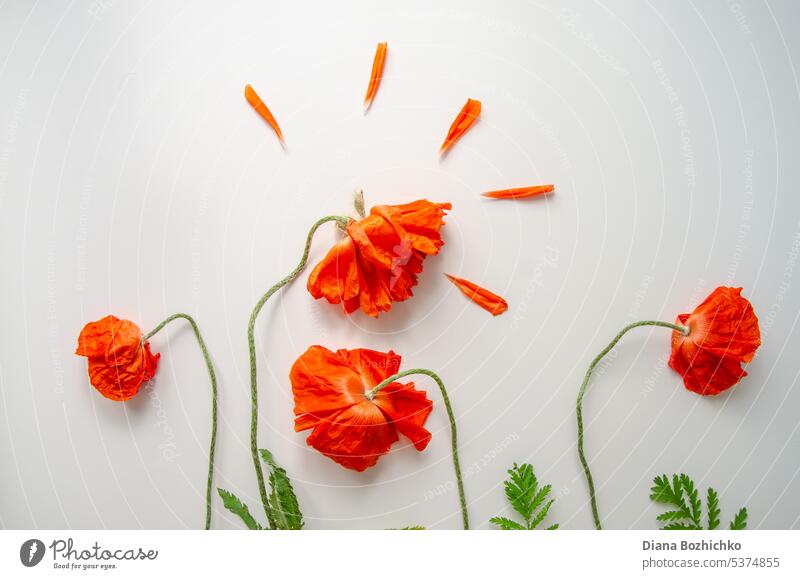 Blumen Komposition. Border von schönen roten Mohnblumen auf einem weißen Hintergrund gemacht. Grußkarte. Flachlage, Draufsicht, Kopierraum 8. März Ästhetik