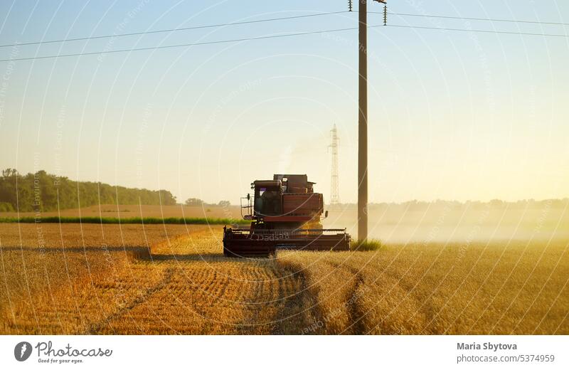 Mähdrescher bei der Getreideernte auf einem goldenen Weizenfeld im Sommer. Erntemaschine arbeitet in Weizenfeld bei Sonnenuntergang. Ernte von reifem Roggen. Landwirtschaft