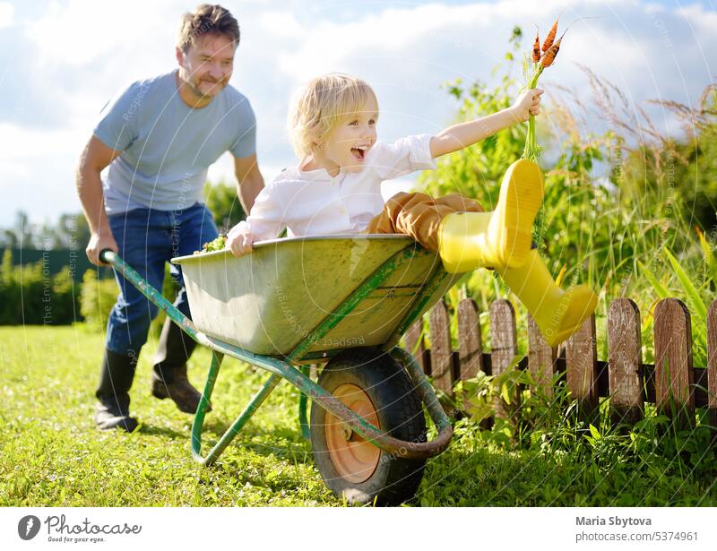 Glücklicher kleiner Junge hat Spaß in einer Schubkarre, die von Papa im heimischen Garten an einem warmen sonnigen Tag geschoben wird. Aktive Spiele im Freien für Kinder im Sommer.