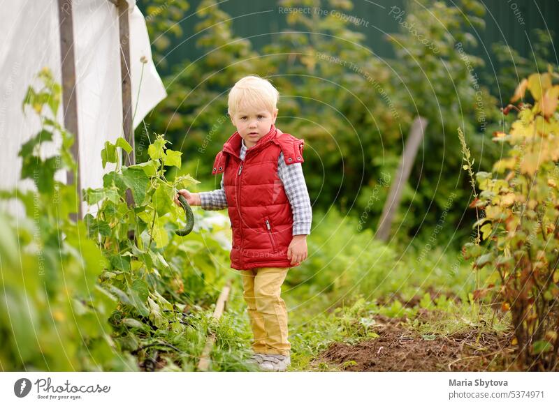 Kleines Kind sammelt Gurken aus Hochbeeten im Gemüsegarten. Ein Junge im Vorschulalter hilft seiner Familie bei der Ernte im Garten. Kinder verbringen ihre Sommerferien im Dorf.