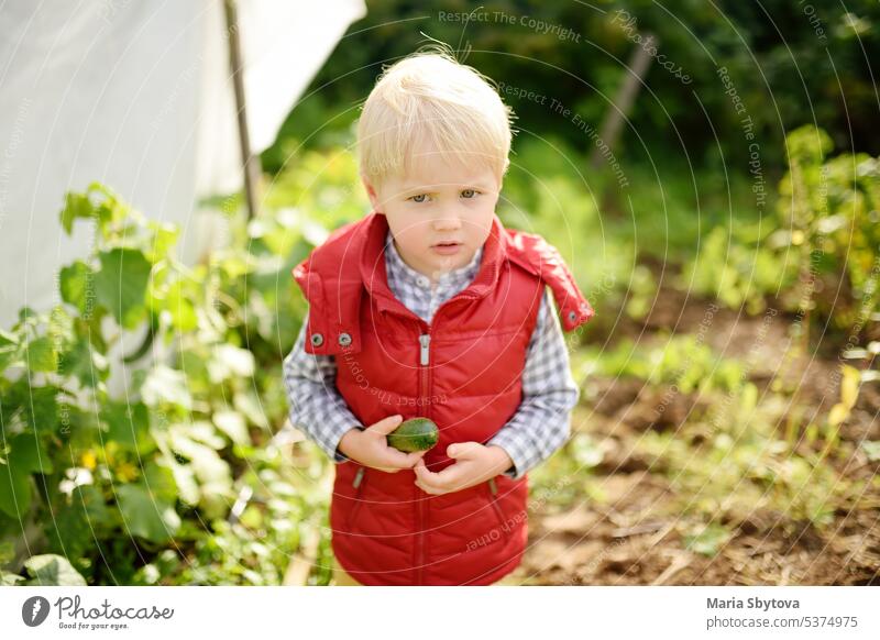 Kleines Kind sammelt Gurken von Beeten im Gemüsegarten. Ein Junge im Vorschulalter hilft seiner Familie bei der Ernte im Garten. Kinder verbringen ihre Sommerferien im Dorf.