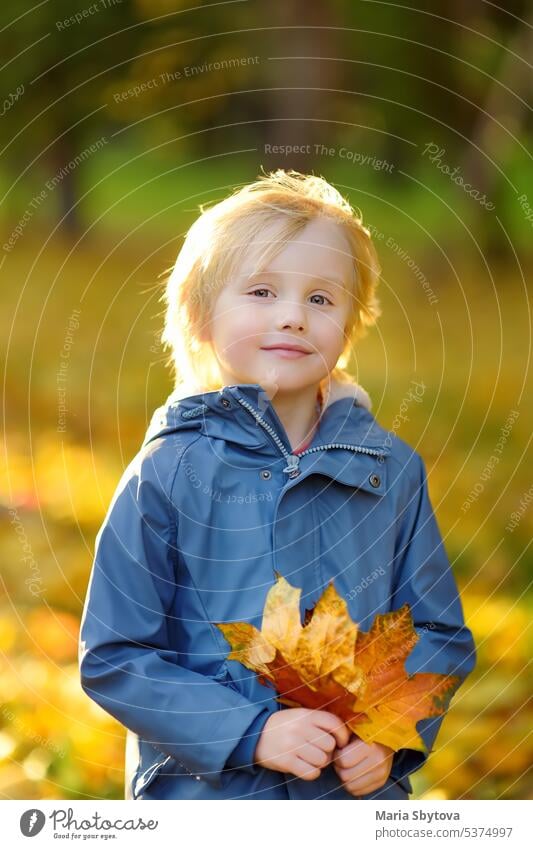 Porträt eines niedlichen blonden kleinen Jungen mit Ahornblättern im Herbstpark. authentisch Lifestyle Blätter schlendern Park abholen wenig Vorschulkind Kind