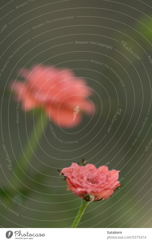 Form und Farben der Rosen, die im Garten blühen Roséwein Blume Blütenblatt Blütezeit Blatt Pflanze Natur Rosenblätter geblümt Flora Rosette Gartenarbeit gul