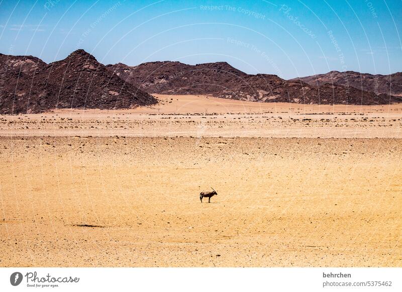 allein Antilopen Oryx Klimawandel Umwelt trocken Dürre Himmel beeindruckend besonders Wärme Natur Freiheit Ferien & Urlaub & Reisen Landschaft Abenteuer