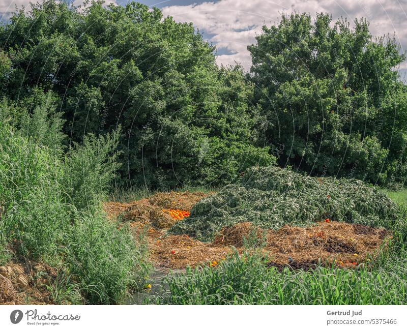Tomatenentsorgung inmitten der Natur Landschaft Sommer Umwelt Wiese grün Gras Pflanze Außenaufnahme Menschenleer natürlich Schönes Wetter Müll Müllentsorgung