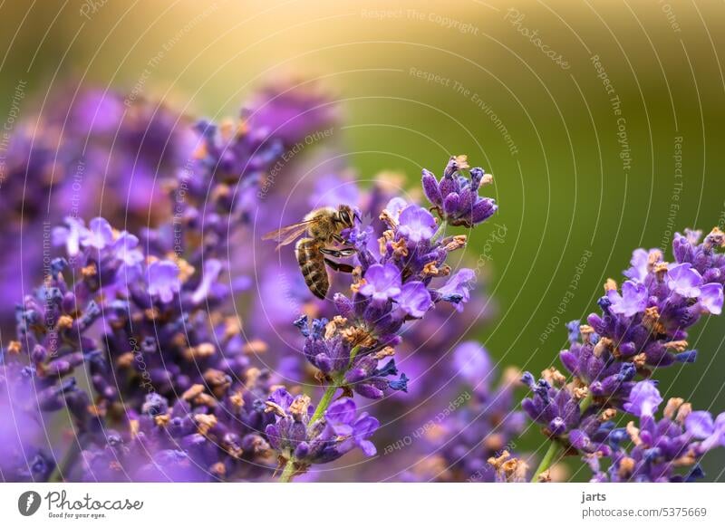 Honigbiene auf einen Lavendelbusch II Sommer Biene Sonne Insekt Natur Tier Pflanze Blüte Garten fleißig Pollen Makroaufnahme bestäuben Blühend Duft Lavendelduft