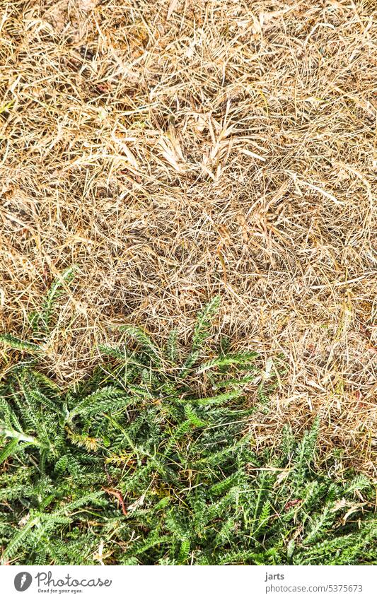 ausgetrockneter Rasen mit rest Grün Trockenheit wassermangel grün heißes Wetter trocken Klimawandel Umwelt Dürre Sommer Natur Boden Erde Hitze Oberfläche