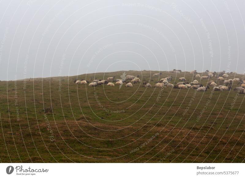 Eine Schafherde weidet im Nebel am frühen Morgen Natur Tier Landwirtschaft neblig Schwarm Weide ländlich weiß Feld Gras Weidenutzung Menschengruppe Wiese