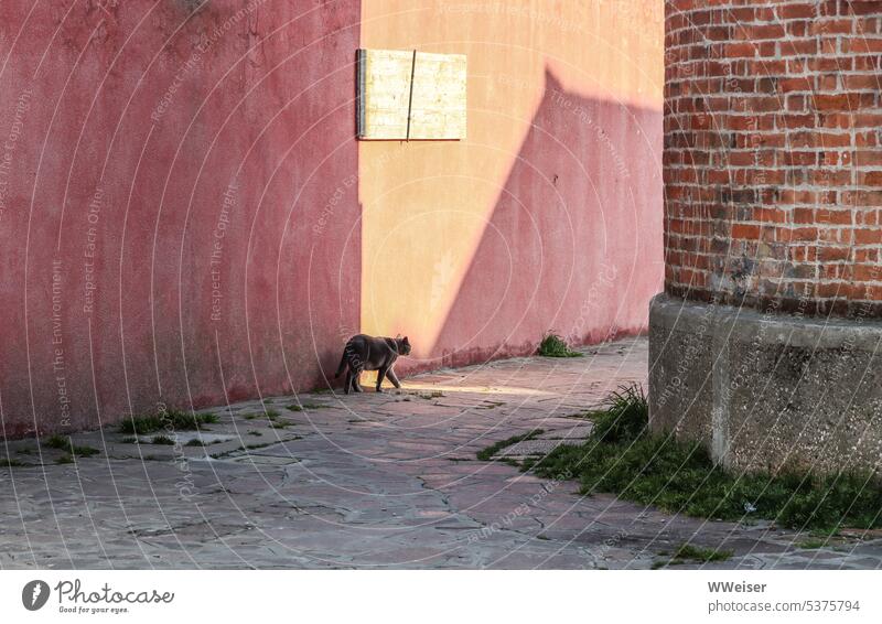 Eine Katze schleicht aus dem Schatten eines alten Hauses ins Sonnenlicht ländlich Haustier Hinterhof Straße laufen Fassade Wand farbig warm Urlaub entspannt
