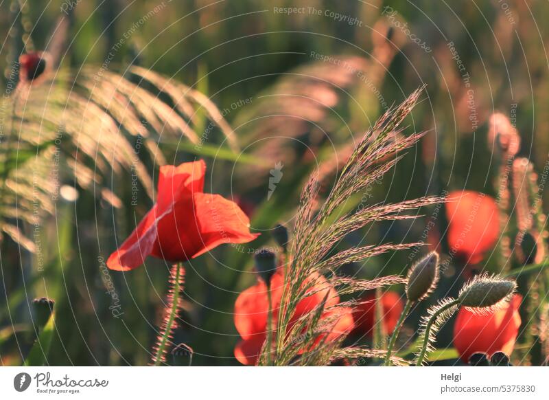 Dauerbrenner | Mohnblüten, -knospen und Gräser im Gegenlicht der Abendsonne Mohnblume Mohnknospe Gras Sonnenlicht Lichtstimmung Blüte Knospe Blume Sommer