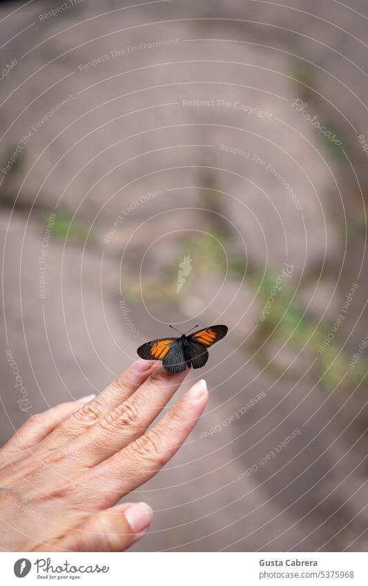 Schmetterling, der auf der Hand eines Menschen sitzt. Insekt Fluginsekt schön Flügel Natur Nahaufnahme Farbfoto Detailaufnahme Tierporträt Fühler klein filigran
