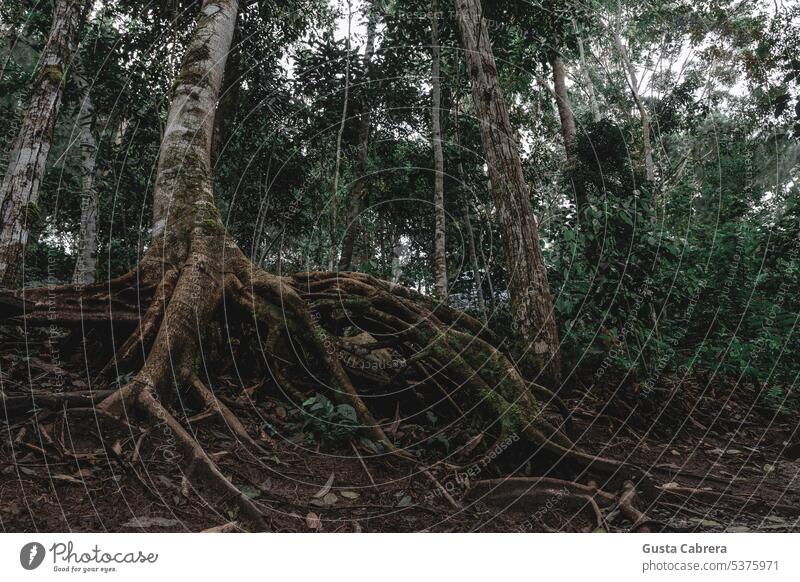 Beeindruckende Baumwurzeln im peruanischen Dschungel. Wurzel Natur Außenaufnahme Pflanze Umwelt Wald Farbfoto Tag Baumstamm Holz Wachstum Landschaft Waldboden