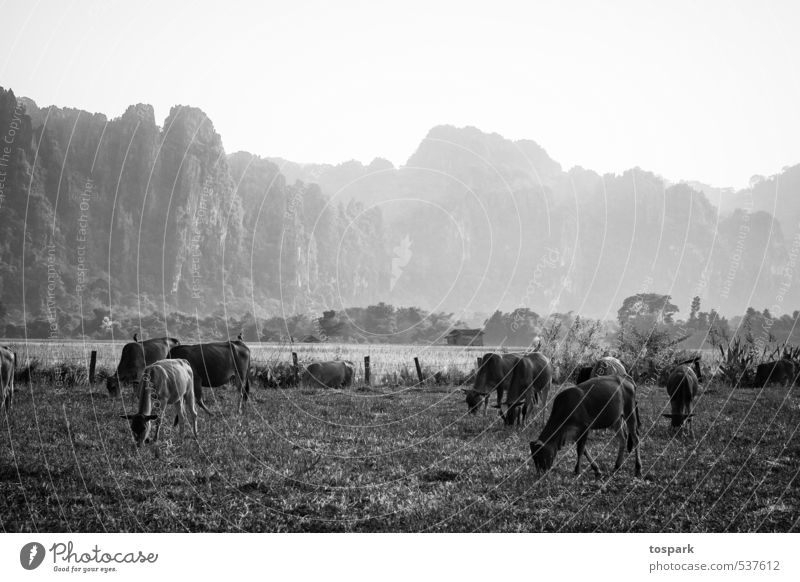 Kühe Ferien & Urlaub & Reisen Abenteuer Ferne Umwelt Natur Landschaft Pflanze Tier Urelemente Weide Vang Vieng Laos Asien Nutztier Kuh Herde beobachten stehen