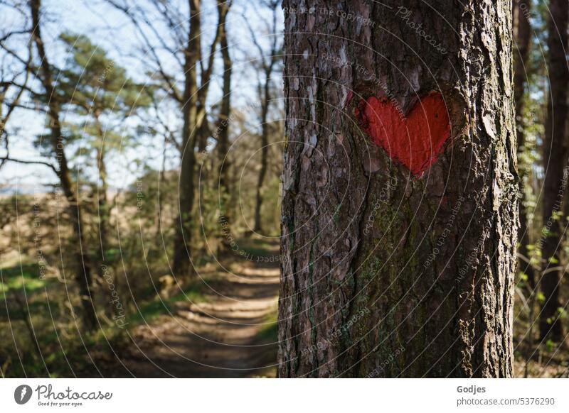 Rotes Herz in die Rinde eines Baumes geschnitzt Liebe Natur Baumrinde Schnitzereien rothaarig Romantik Außenaufnahme Verliebtheit Gefühle Zeichen Glück