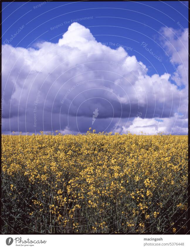 Rapsfeld im Sommer mit wolkigem Himmel raps rapsfeld wolken himmel sommer Nutzpflanze gelb Feld Frühling Landschaft Landwirtschaft Blüte Pflanze Außenaufnahme