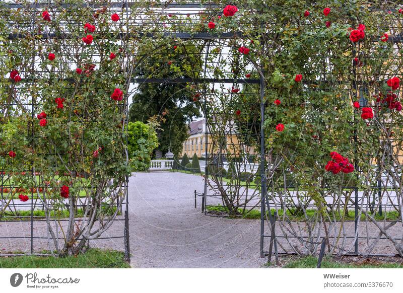 Durch diesen Schlossgarten mit den von Rosen berankten Gängen kann man prächtig lustwandeln klassisch Garten ranken Gang Gitter wachsen Kultur kultiviert Anlage