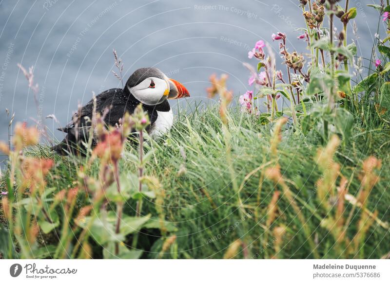 Papageientaucher auf den Shetland Insleln Puffin Vogel Shetland inseln fliegen Schotlland Inselgruppe UK Vereinigtes Königreich bund organge organger Schnabel