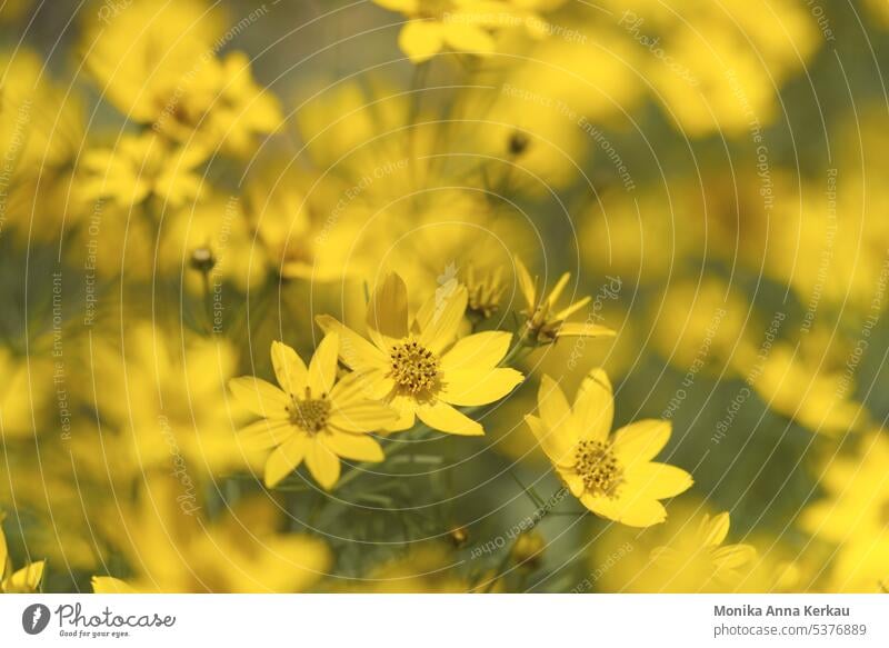 Leuchtend gelbes Mädchenauge oder auch Schöngesicht Coreopsis Korbblütengewächs leuchtende Farben zarte Blumen zarte Blüten Sommer sommerliche Idylle