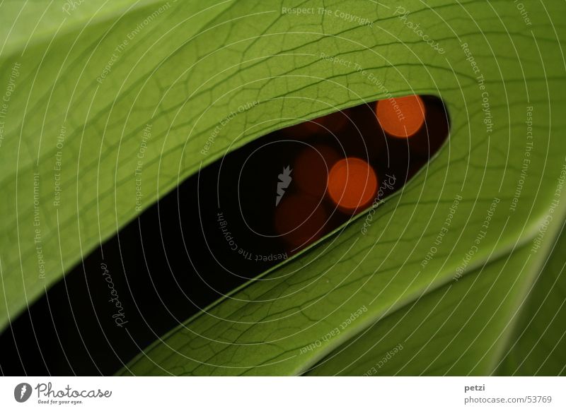 Fensterblatt (Monstera deliciosa) Leben Pflanze Blatt Linie saftig grün rot schwarz Blattadern unregelmäßig Kreis zimmerplanze Farbfoto Innenaufnahme