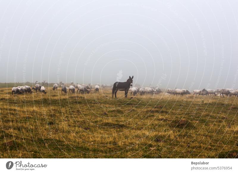 Die gemischte Schaf-, Esel- und Ziegenherde weidet am frühen Morgen im Nebel Hausziege Regen kalt Natur Tier Landwirtschaft neblig Schwarm Weide ländlich Feld