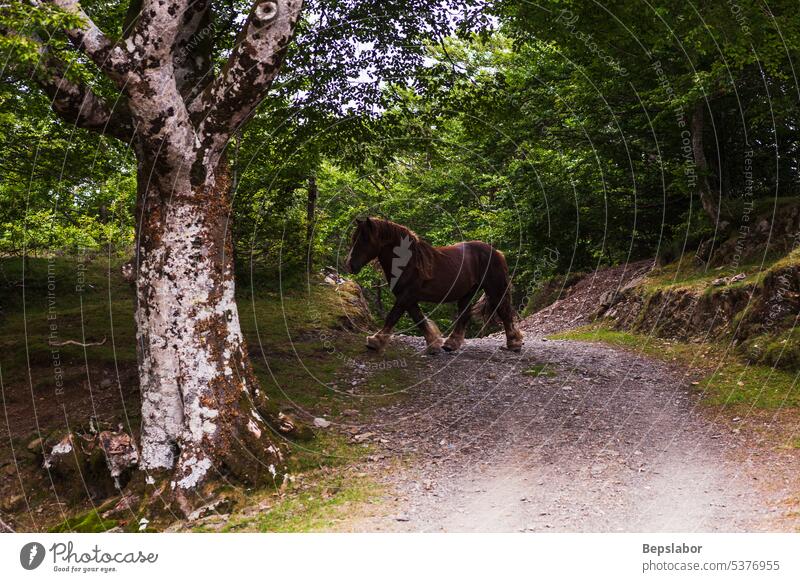Pferde auf der Weide in den französischen Pyrenäen Natur Frankreich Säugetier Wiese Landschaft Tier Schönheit Gras Weidenutzung grün Borte Reiterin Holz Bäume