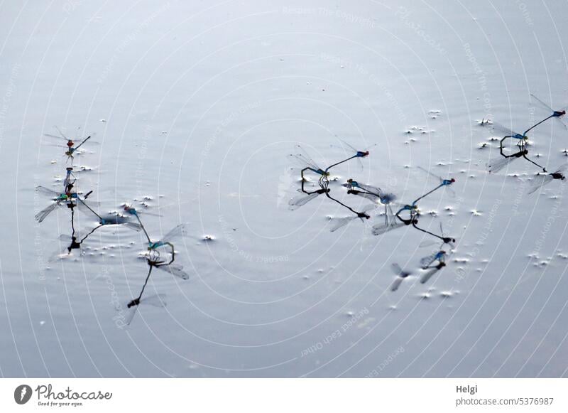 Laune der Natur | Libellenballett Azurjungfer Paarung Wasser See Teich Paarungsverhalten viele Insekt Sommer schönes Wetter Tier Außenaufnahme Farbfoto Umwelt