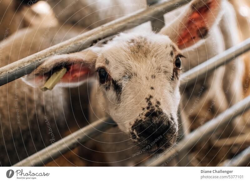 Baby-Lamm im Stall Landwirtschaft Viehbestand Viehhaltung Ackerbau Natur Landleben Nutztier Tierporträt Biologische Landwirtschaft