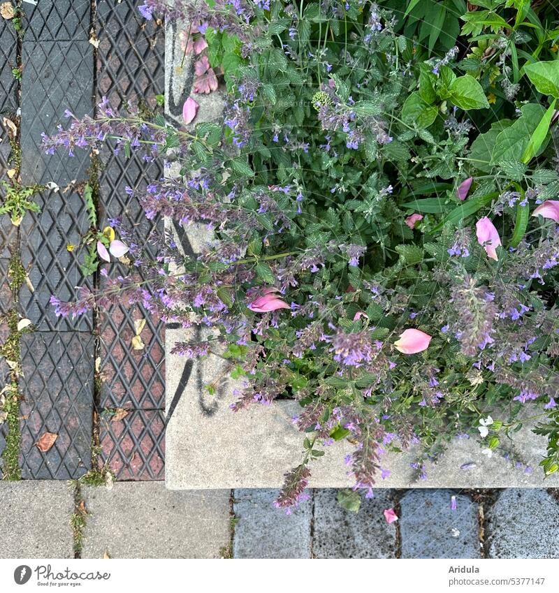 Stadtbegrünung | wildes Blumenbeet Stauden Wildpflanzen Beet Beton Draufsicht Vogelperspektive Blüte Pflanze Sommer Garten Blau Lila Blütenblätter Boden Steine
