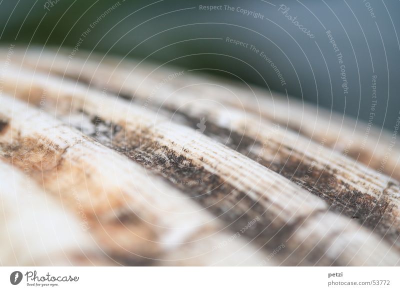 Jakobsmuschel Schalen & Schüsseln Muschel braun grau weiß Hintergrundbild Oberfläche Furche Ostreoida wöbungen Farbfoto Detailaufnahme Makroaufnahme