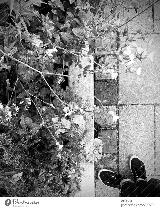 Das Blumenbeet und meine Schuhe s/w Beton Steine Sommer Stadt Stauden urban Stadtbegrünung Natur Blüte Garten Gehweg Fußweg