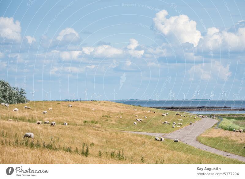 Schafe am Deich bei Morsum Deichkrone Küstenschutz Nordseeküste Energeiwende Rasenfläche Windparkanlagen Nationalpark Wattenmeer Deichpflege Küstenstreifen