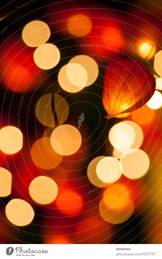 Lampionblumenlicht Natur Feuer Pflanze Blume Sträucher Blüte Topfpflanze exotisch Dekoration & Verzierung Kerze Kitsch Krimskrams Kugel leuchten dunkel hell