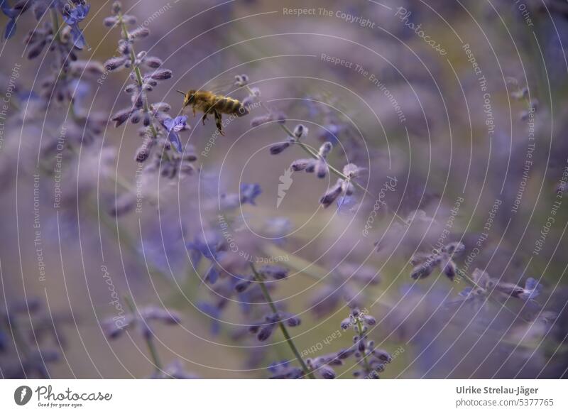 Biene im Anflug auf die Blüten der Blauraute blühen erblühen Sommer Nektar fliegen Insekt bienenfreundlich bienenfreundliche Pflanze lila blau