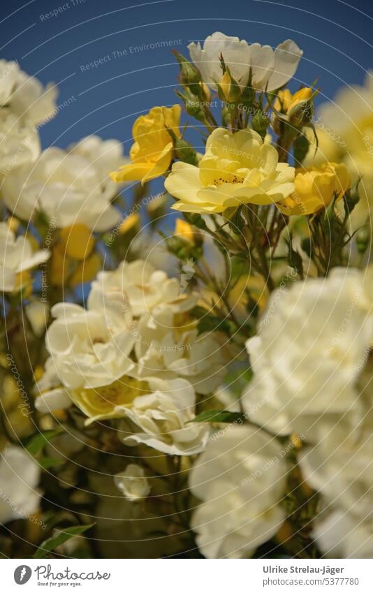 Rosenblüten | aufstrebend leuchtend gelb vor tiefblauem Himmel zart weich duftend Duft Rosenduft Garten Gartenplanze blühen erblüht geöffnet Nahaufnahme