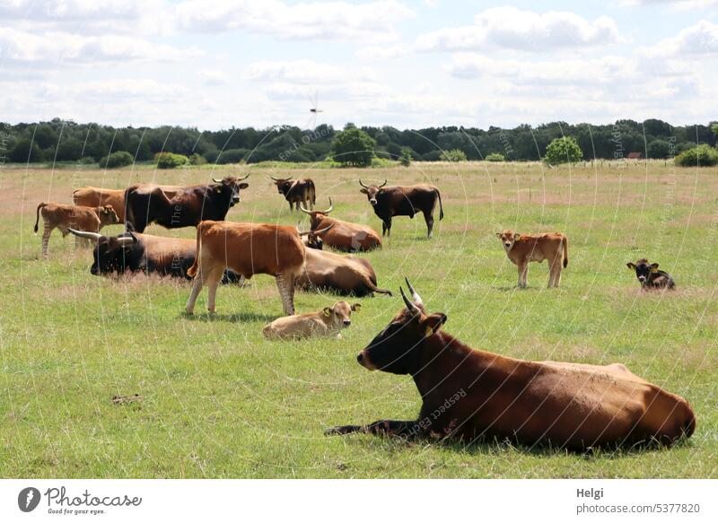 Heckrinder auf einer Weide Herde Auerochsenart Hausrindrasse Tier Säugetier Kuh Bulle Kalb viele Wiese Landschaft Natur Landschaftsschutz Rind stehen liegen