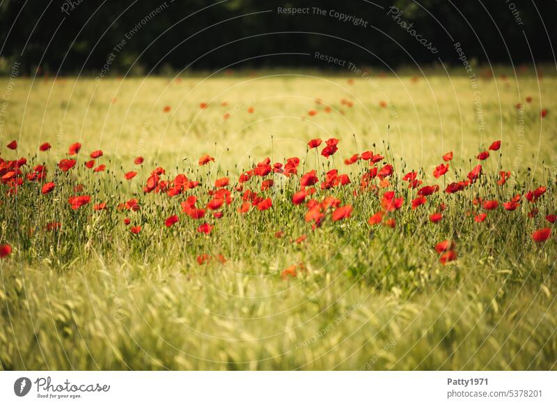 Roter Mohn blüht im Weizenfeld Feld Mohnblüte Klatschmohn rot Blume Sommer Idylle Natur Schwache Tiefenschärfe Landschaft roter mohn Pflanze Blüte viele