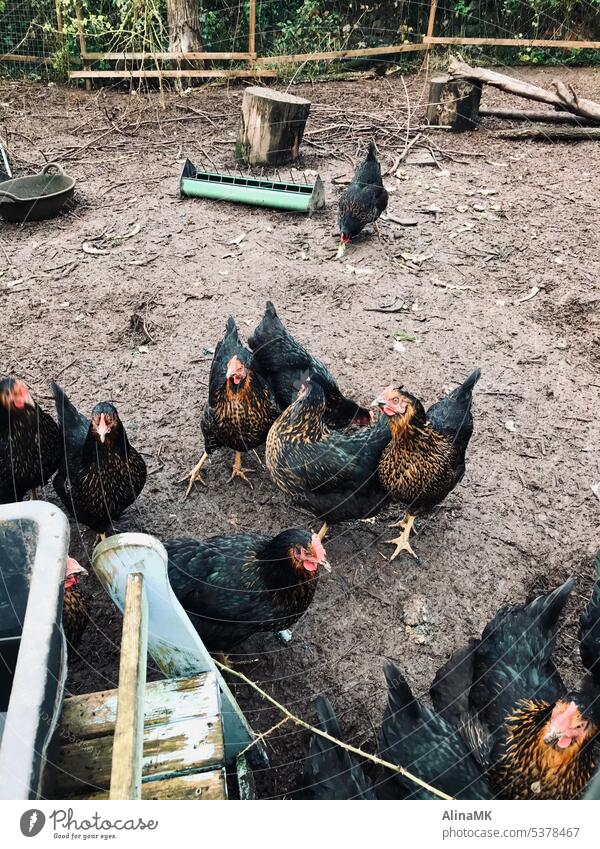 Schwarze Hühnies Hühner Federvieh bunt tiere Geflügel Natur Vogel Hühnerstall Nutztier Außenaufnahme Schnabel Tierhaltung