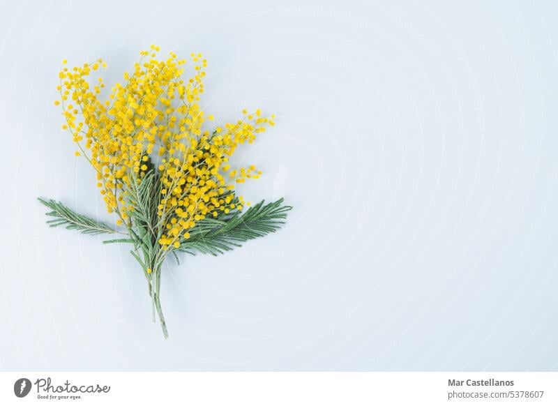 Blumenstrauß aus Mimosenblüten auf weißem Hintergrund. Flachlage, Ansicht von oben. Pflanze Ast Blüte gelb Frühling geblümt Dekoration & Verzierung Design Blatt