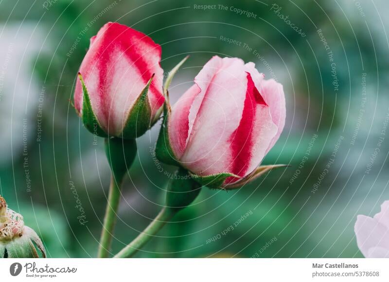 Nahaufnahme einer rosa Rose im Garten. (Selektiver Fokus) Roséwein zwei Flora natürlich geädert bunt gemischt zweifarbig Blütenblatt verschwommener Hintergrund