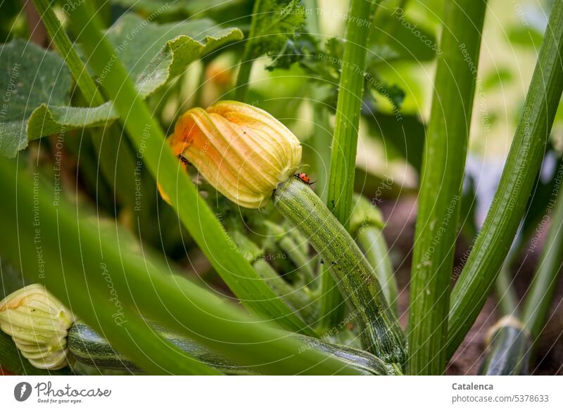 Marienkäfer krabbelt die Zucchini zur Blüte hoch Käfer krabbeln insekt Tier Fauna Pflanze Flora Natur Umwelt Tag Tageslicht blühen verblühen Nutzpflanze Gemüse