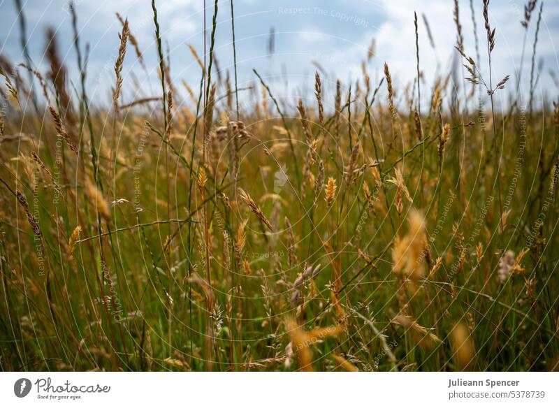 Wildgraswiese Wiese abschließen Gras wild Wildwiese Natur Pflanze Wildpflanze Farbfoto Sommer natürlich Außenaufnahme