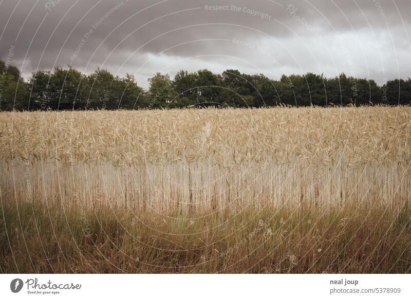 Kante eines Kornfeldes in monochromen Farbabstufungen bei düsterem Wetter Natur Landschaft Feld Getreide Nutzpflanze Landwirtschaft Getreidefeld Außenaufnahme