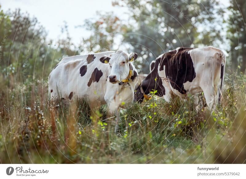 Zwei Kühe auf einer sommerlichen Wiese Nutztiere Weidende Kühe Rind Freilaufende Kühe Weideland Rinder Naturlandschaft Landwirtschaft Landleben Landschaft