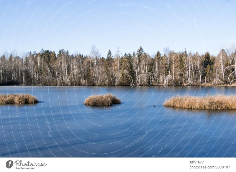 Idyllischer Riedsee mit Grasinseln See Bäume Wasser Inseln Winter blau Landschaft Natur Eis Wald kalt Moorsee Himmel gefroren ruhig Ruhe idyllisch Menschenleer