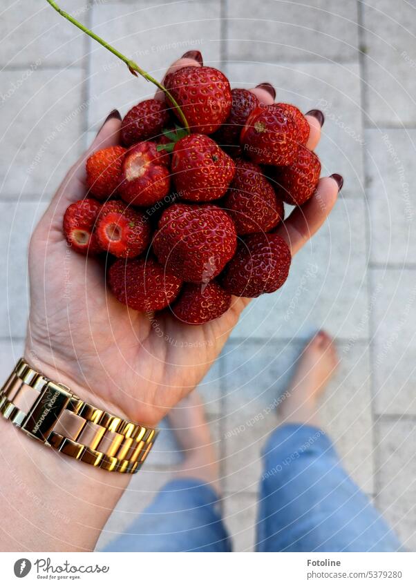 Mal kurz ein paar Erdbeeren aus dem Garten geholt. Sie sind wunderbar rot, saftig und süß! Frucht Lebensmittel lecker frisch Gesundheit Sommer Vitamin Beeren