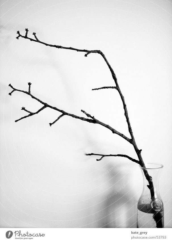 zweig Sträucher Baum Winter Innenaufnahme schwarz weiß Ast Zweig Natur