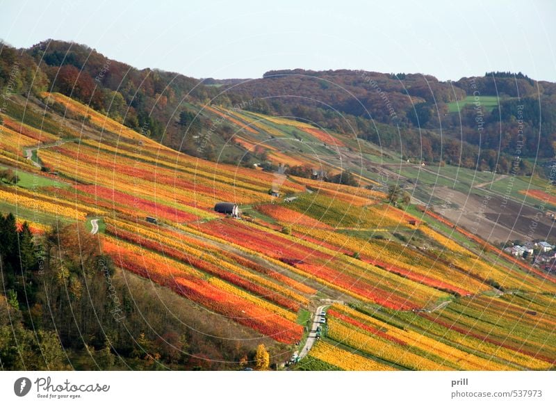 autumn vineyard scenery Landwirtschaft Forstwirtschaft Landschaft Herbst Baum Sträucher Blatt Nutzpflanze Feld Wald Hügel braun mehrfarbig gelb grün Idylle